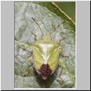 Palomena prasina - Gruene Stinkwanze 07.jpg